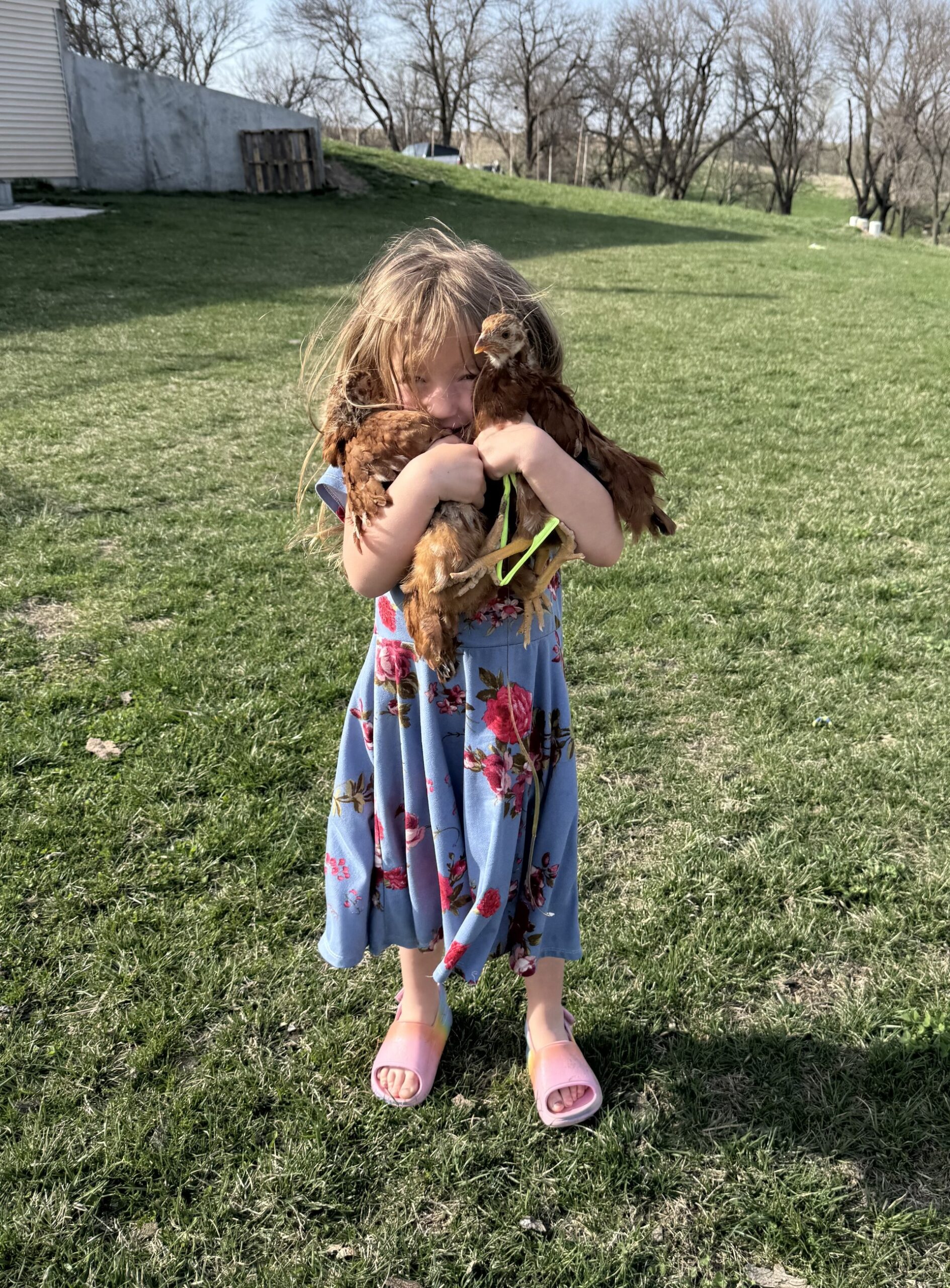 1fed2696-ed97-44eb-95af-73e476190abf Young girl in a floral dress holding two chickens outdoors on a grassy field, showcasing a connection with farm animals and outdoor play.
