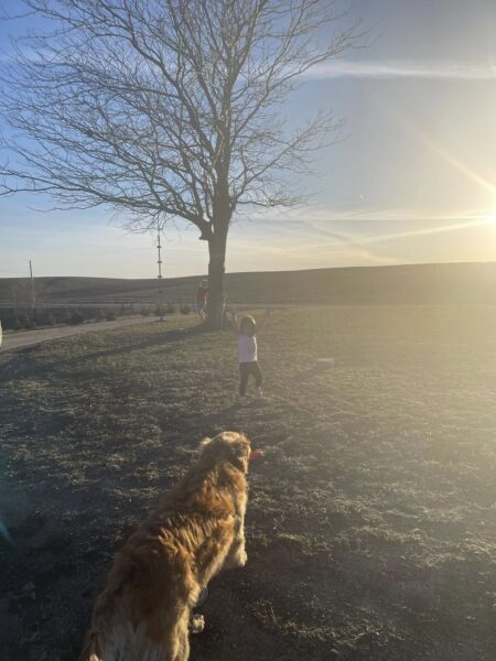 Child playing joyfully outdoors near a bare tree with a golden retriever dog in the foreground, during sunset.