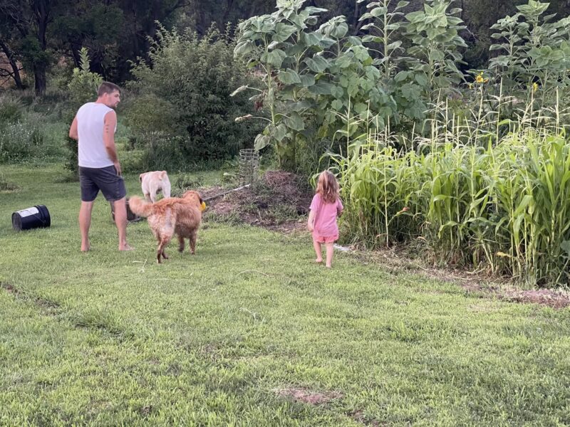 A man walks with two dogs and a young child through a garden area, surrounded by tall sunflowers and corn plants, on a sunny day.