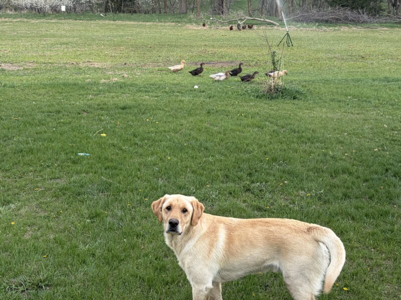 A yellow Labrador retriever stands in a grassy field, looking towards a group of ducks foraging nearby. The background features trees and a sprinkler system, highlighting a serene rural setting.