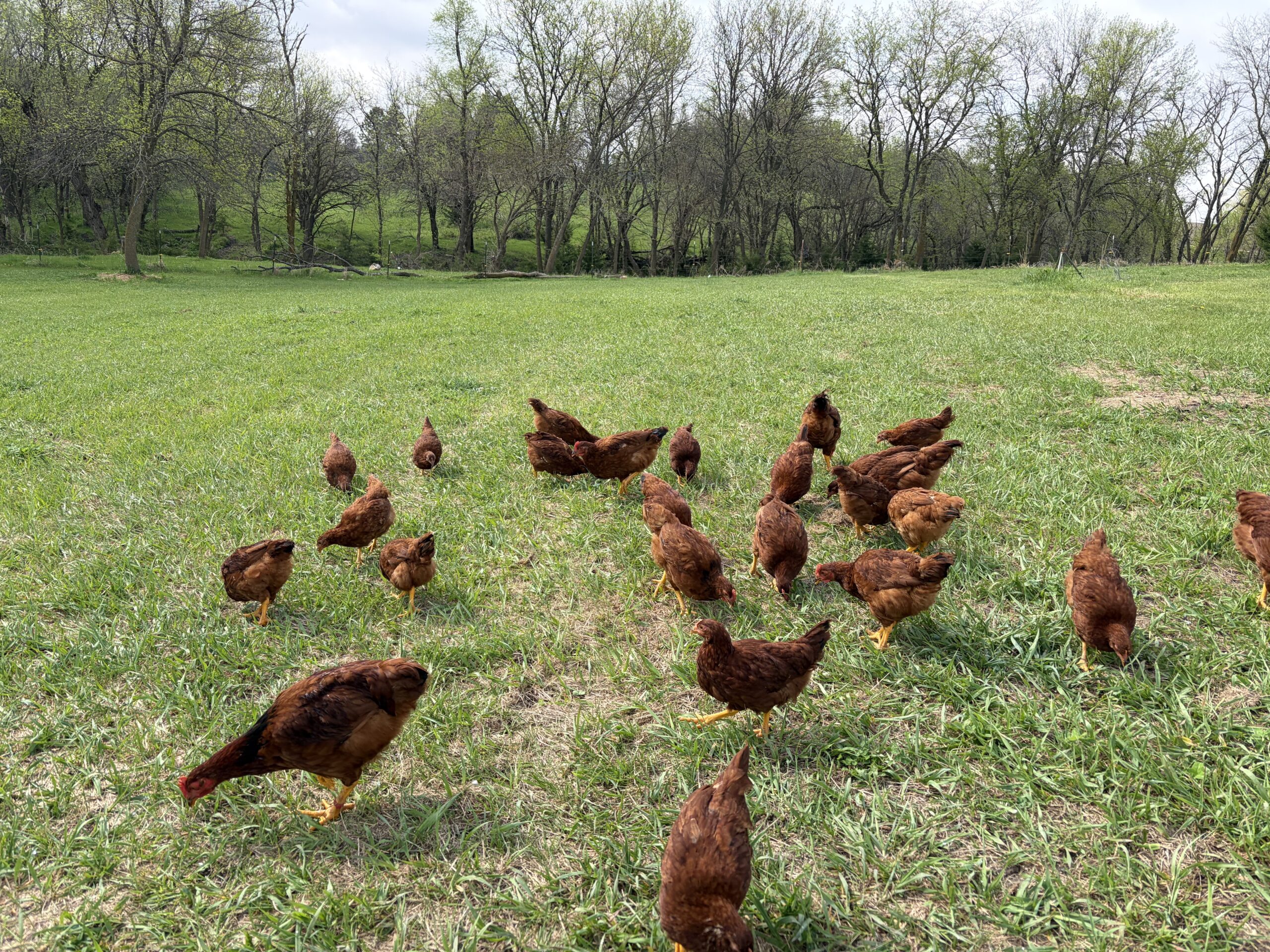 IMG_0061 Free-range chickens foraging on lush green grass in a rural setting, surrounded by trees and open fields.